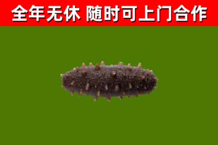 珙县回收海参干
